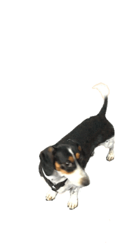 RobPruitt giphyupload happy dog hungry Sticker