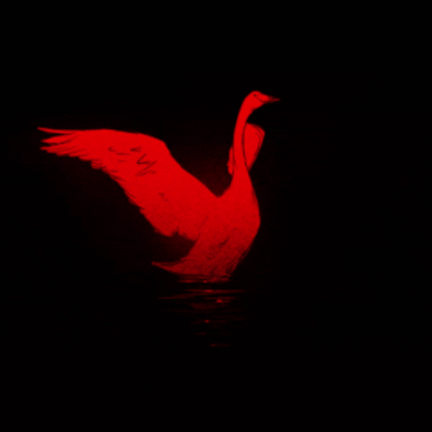 Massikka giphygifmaker giphygifmakermobile swan massikka GIF