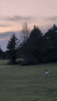 SundaySauceEdits frisbee dog farm dog blue GIF