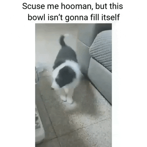 Dog Fail GIF by JustViral.Net