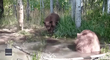 Splish-Splash! Playful Bear Cubs Goof Around in California Pond