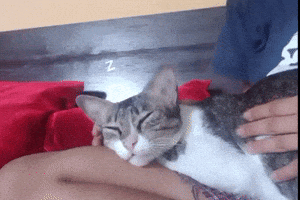 Cat Sleep Sleepy Baby Lay Lap Relax Calm Nepalicats GIF