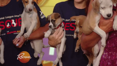 GIF by Rachael Ray Show