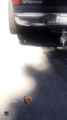 Bear Destroys Interior of Tahoe Man's Pickup Truck