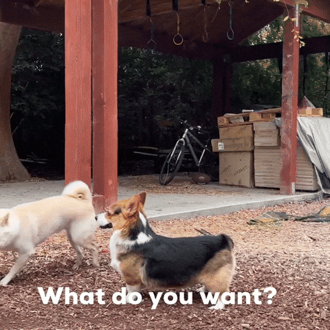 What Do You Want Corgi GIF