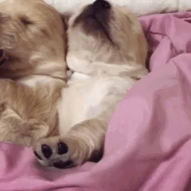 cuteanimalland giphyupload GIF