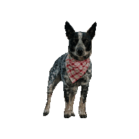 Cattle Dog Sticker by Geekster Pets