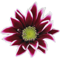 timobolte art summer flower wedding Sticker