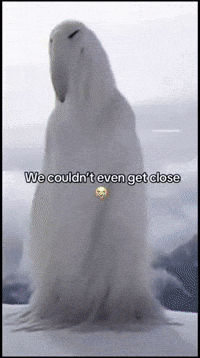 Humming Bird Bird GIF