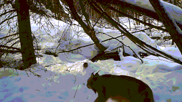 reaction lynx hare GIF