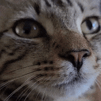 Cat Face GIF