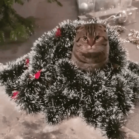 Cat Gets Tangled In Christmas Decorations