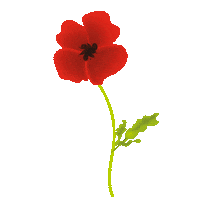 Flower Natura Sticker by Cukier Królewski