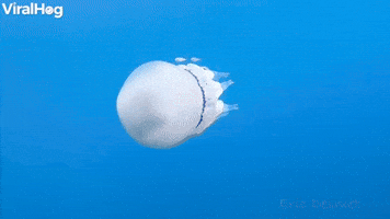 White Jellyfish Floats with Baby Fish
