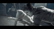 vulture cats GIF
