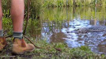 'Bad Boy' Alligator Removed From Australian Lagoon for Hostile Behaviour