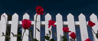 david lynch flowers GIF