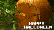 BrookfieldZoo halloween spooky pumpkin boo GIF