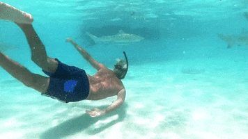 alessandromarras- shark alessandro viaggi squalo GIF