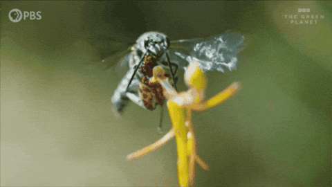 aleoxth giphygifmaker GIF