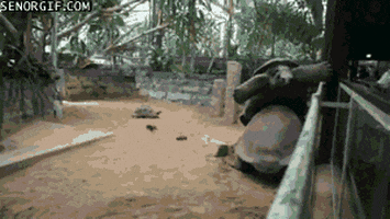 fail giant tortoise GIF by Cheezburger