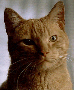 The Sopranos Cat GIF