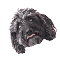 golden doodle dog Sticker by ripleyandrue