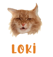 Cat Loki Sticker