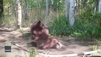 Playful Bear Cubs Goof Off in California Pond