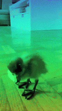 Dance Party GIF