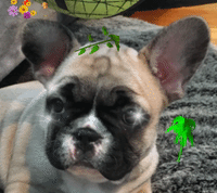 cremy ma caramelly GIF by namslam