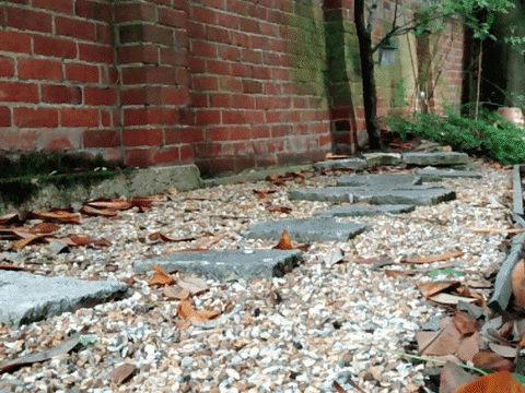 sanfoh giphyupload cat nature water GIF