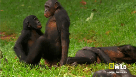 monkey GIF
