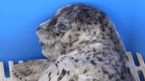 marinemammalrescue giphyupload animal tongue seal GIF