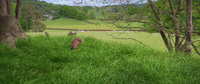 Chase GIF by Peter Rabbit Movie