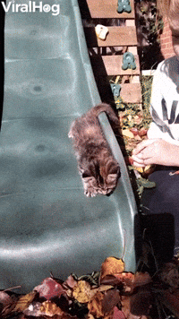 Slippery Sliding Kitten Lands in Leaves
