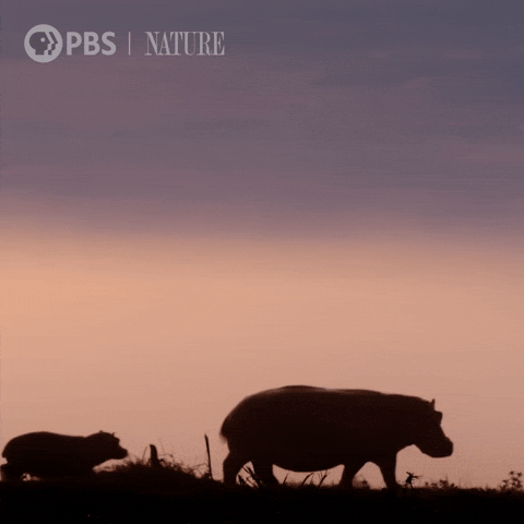 Sunset Africa GIF by Nature on PBS
