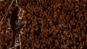 eddie vedder GIF by Pearl Jam