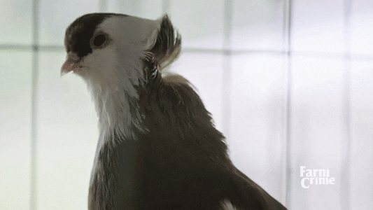 count olaf bird GIF by CBC