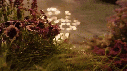 Stay Gold Flowers GIF