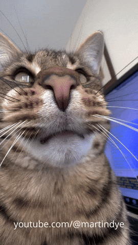 martinjdye giphyupload cat bored over it GIF