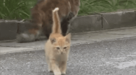 cuteanimalland giphyupload GIF