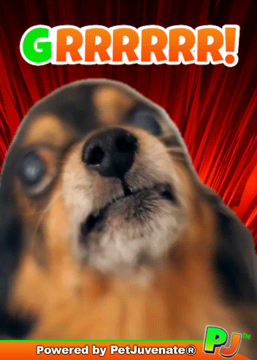 Angry Taylor GIF by PetJuvenate - PJ