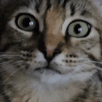 Cat Smile GIF