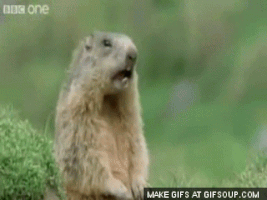 alan GIF