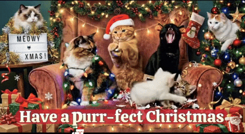 Merry Christmas Cats GIF