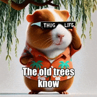 Peace Tree GIF by Guinea Gambino