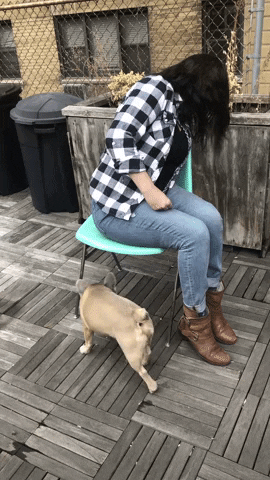 GIF by SchoolForTheDogs