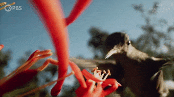 Hungry Bbc GIF by PBS