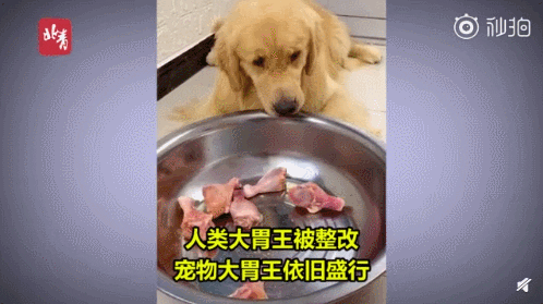 cuteanimalland giphyupload GIF